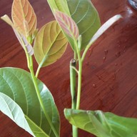 ครัวเงาะป่า