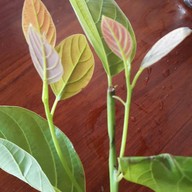 ครัวเงาะป่า