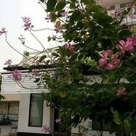 บรรยากาศ ร้านฟองนม -แมนสรวงอเวนิว แพร่