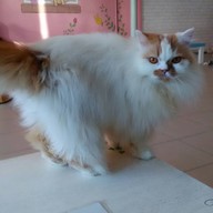 Cat Cafe By Lila