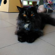 Cat Cafe By Lila