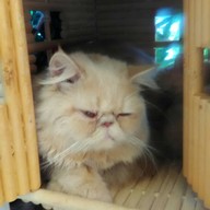 Cat Cafe By Lila
