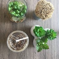 ครัวต้นไทร