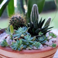 Atmosphere of COFFEELISM