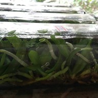 สายน้ำผึ้งออคิด