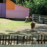 บรรยากาศ แกะดำฉำฉา