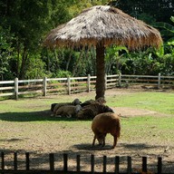 บรรยากาศ แกะดำฉำฉา