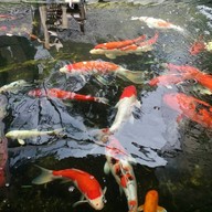 เรือนโบราณกาแฟสด