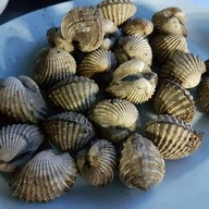 นายแกละซีฟ๊ต