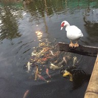 บรรยากาศ Horn Cafe Lamlukka