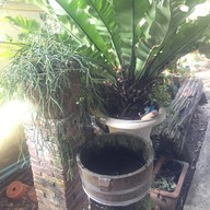 กาแฟสดสวนลุงแจ๋