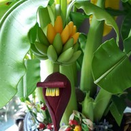 บ้านกาแฟสำเภาทอง