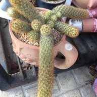 กาแฟสดสวนลุงแจ๋