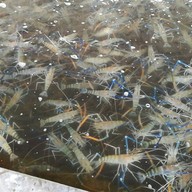 บรรยากาศ ใหญ่ กุ้งเป็น โคราช