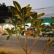 บรรยากาศ เฮา Cafe'