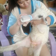 บรรยากาศ แกะดำฉำฉา