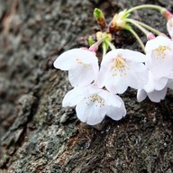 หน้าร้าน Johann Cheese Cake Naka-meguro