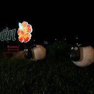 บรรยากาศ ชบา ชัยนาท