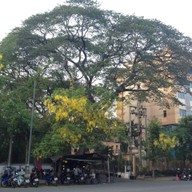 เก๊าฉำฉา