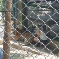 คุ้มเสือ แม่ริม เชียงใหม่