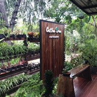 Coffee Tree