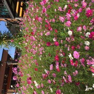 Silathong Coffee And Flower