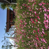 Silathong Coffee And Flower