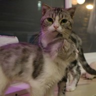 บรรยากาศ KippPink Paw Pet Shop & Cat