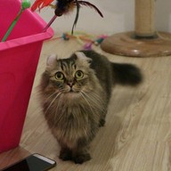 บรรยากาศ KippPink Paw Pet Shop & Cat