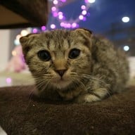 บรรยากาศ KippPink Paw Pet Shop & Cat