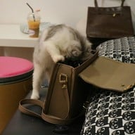 บรรยากาศ KippPink Paw Pet Shop & Cat