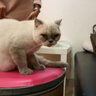 บรรยากาศ KippPink Paw Pet Shop & Cat