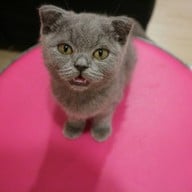 บรรยากาศ KippPink Paw Pet Shop & Cat