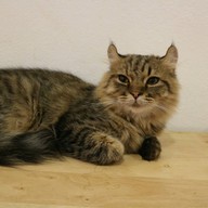 บรรยากาศ KippPink Paw Pet Shop & Cat