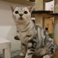 บรรยากาศ KippPink Paw Pet Shop & Cat