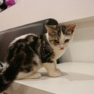 บรรยากาศ KippPink Paw Pet Shop & Cat