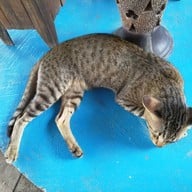 บรรยากาศ แพเค ปลาแม่น้ำ