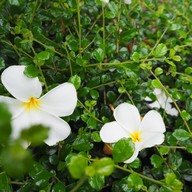 บรรยากาศ บ้านฮอลันดา