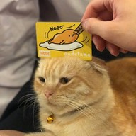 Cat Up Cafe The UP Rama 3