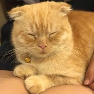 Cat Up Cafe The UP Rama 3