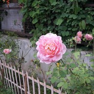 ครัวสมพร