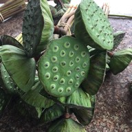 Lankham Riverside Noodle Soup