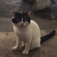 เชิงทะเลกุ้งกระทะ