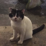 เชิงทะเลกุ้งกระทะ