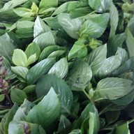 เดือนร่มไทร ไก่มะระ ปากเกร็ด