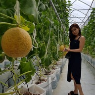 A Melon Factory