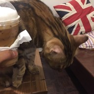 CatNip Cafe'