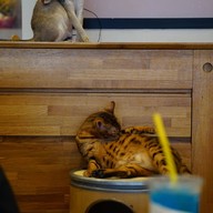 บรรยากาศ Cat Up Cafe The UP Rama 3