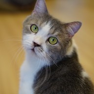 บรรยากาศ Cat Up Cafe The UP Rama 3