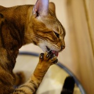 บรรยากาศ Cat Up Cafe The UP Rama 3